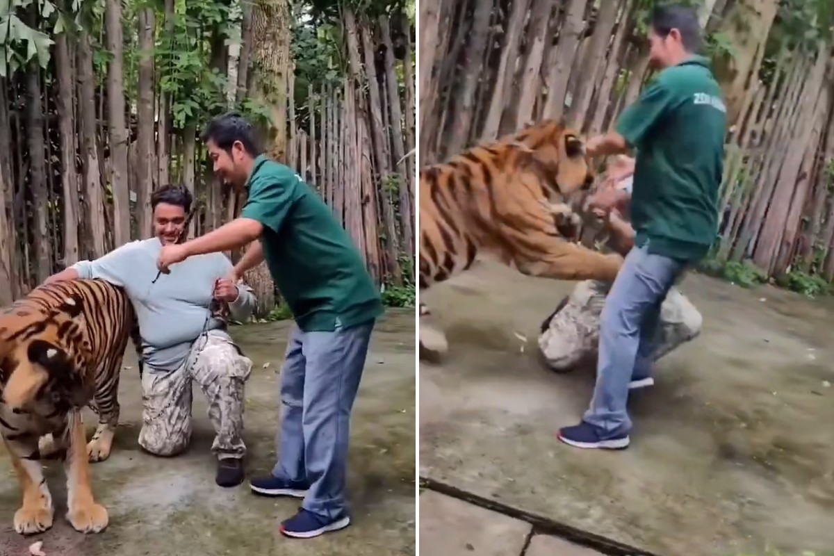 Vídeo que circula nas redes sociais mostra momento em que Tigre ataca homem 