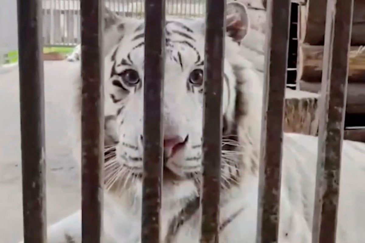 Tigre branco de Bengala, espécie responsável por ataque na Ucrânia