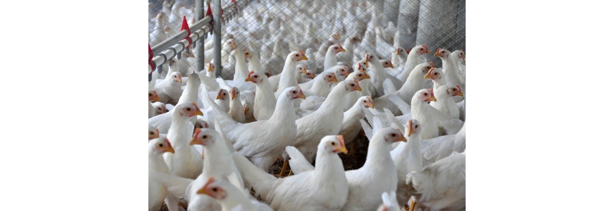China retoma importação de frango brasileiro após quase seis meses de embargo