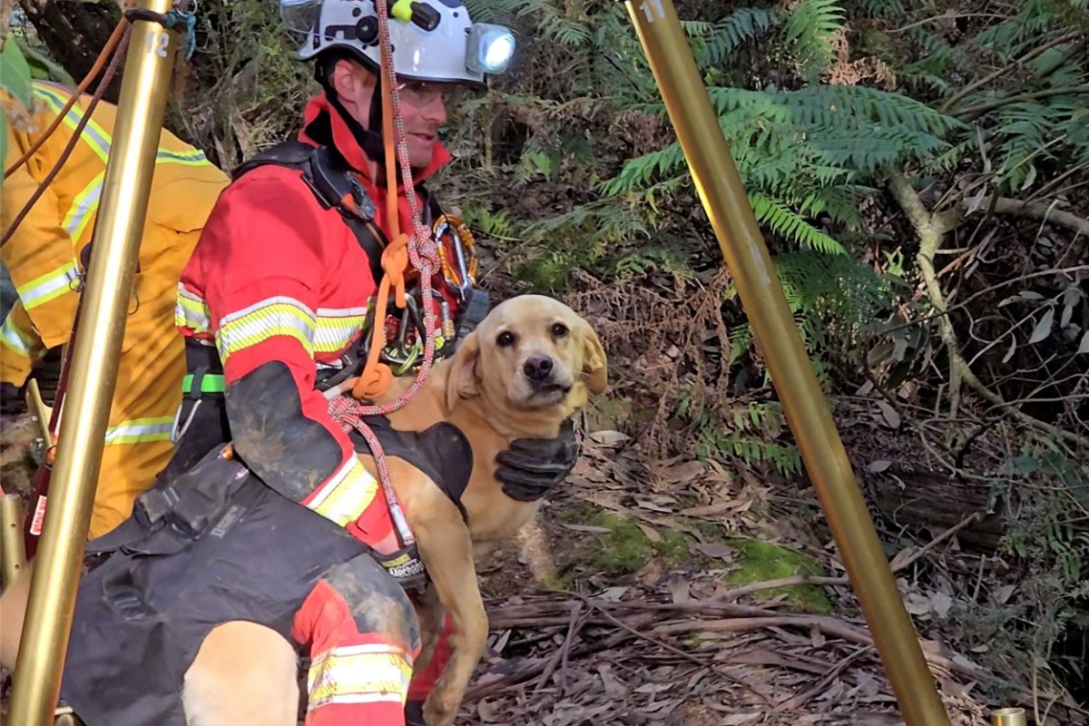 Labrador foi resgatado de poço de 8 metros de profundidade