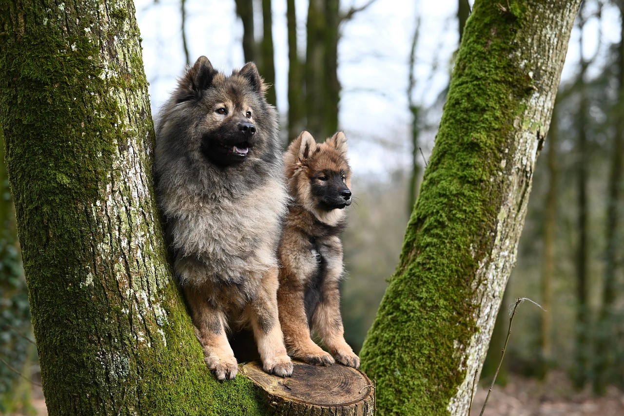 Criança vivia com seis cães, além da mãe e do irmão mais velho (Imagem ilustrativa)