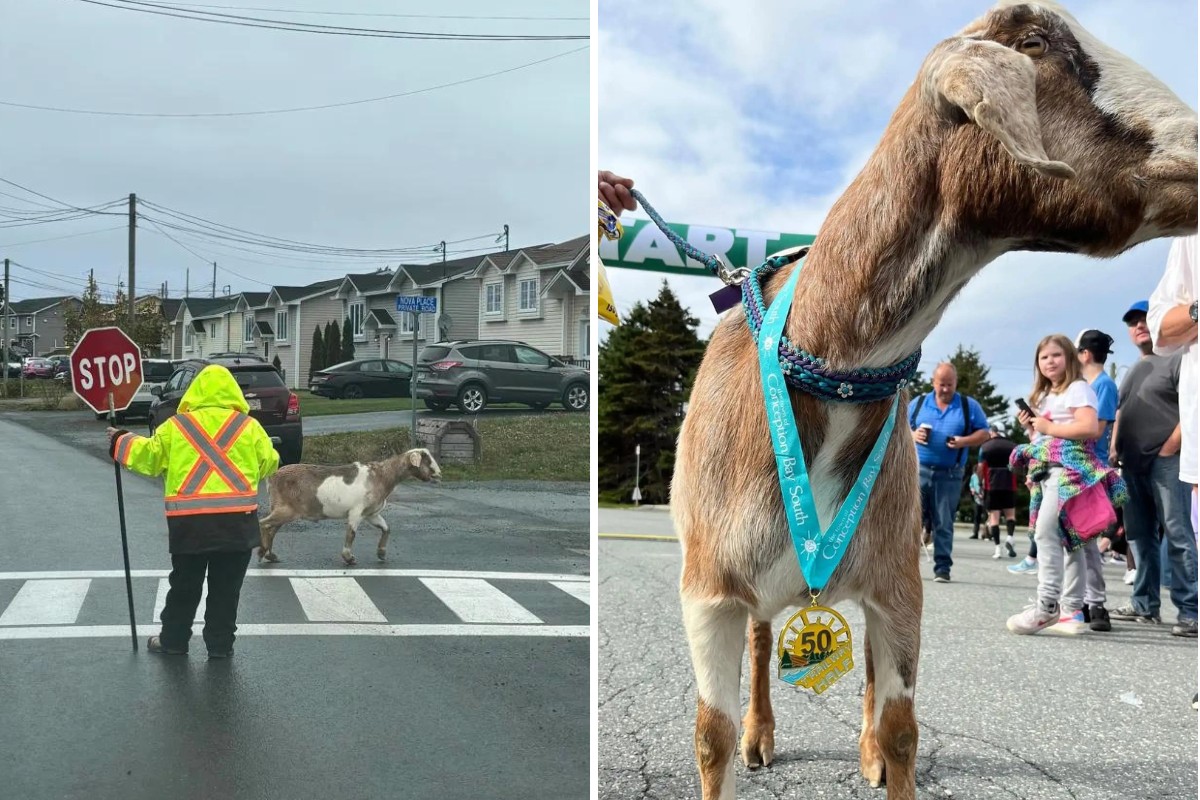 Cabra foge, corre meia maratona e ganha medalha