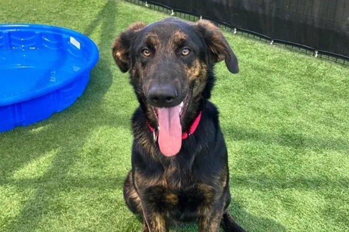 Cão de 1 ano conseguiu driblar grupo de 5 coiotes