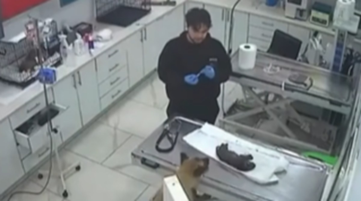 Cadela "levou" filhotinho para ser socorrido em clínica veterinária