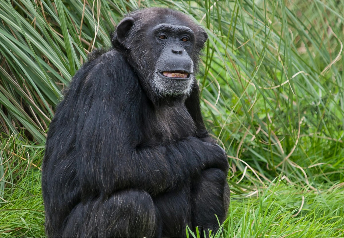 Pesquisa sugere que parte da longevidade e saúde dos chimpanzés pode estar relacionada à sua própria intervenção medicinal, similar aos humanos (Imagem ilustrativa)