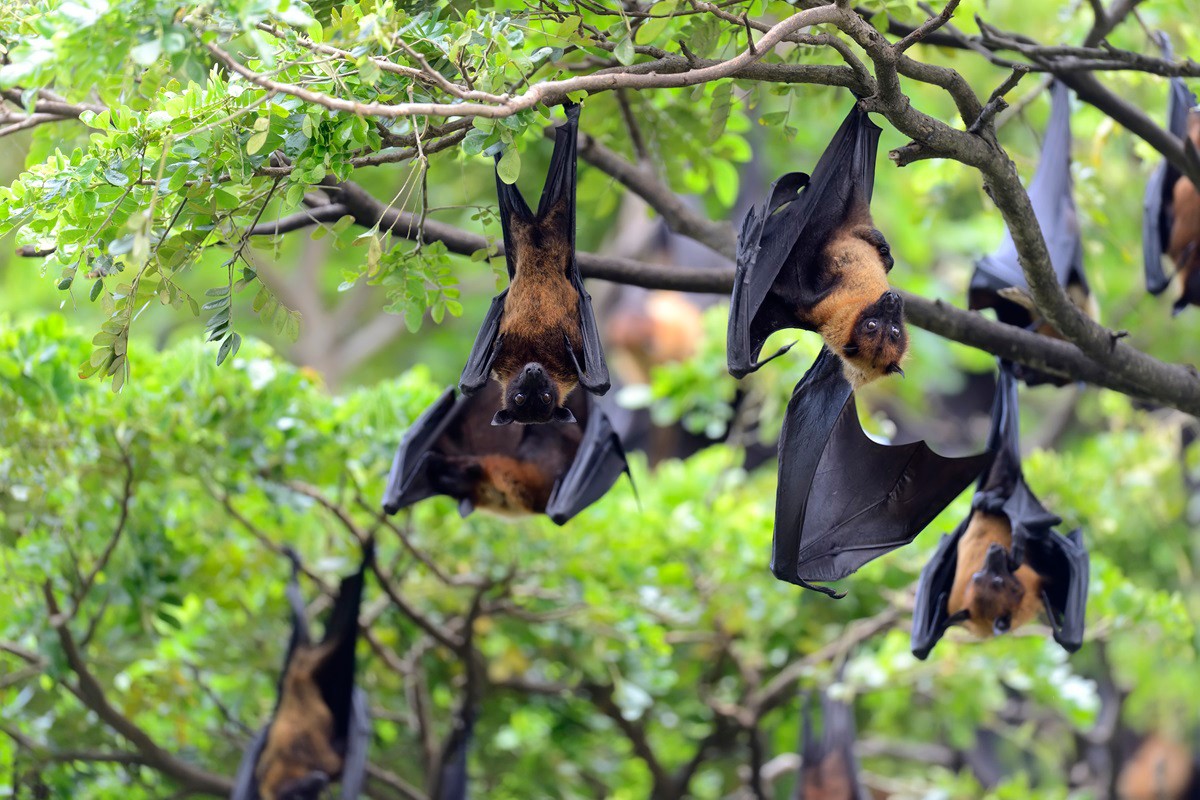 Black flying-foxes (Pteropus alecto) hanging in a tree