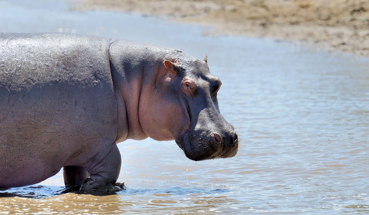 Existem cerca de 500 hipopótamos distribuídos em vários rios do sul da Costa do Marfim, entre eles o Sassandra e o Bandama