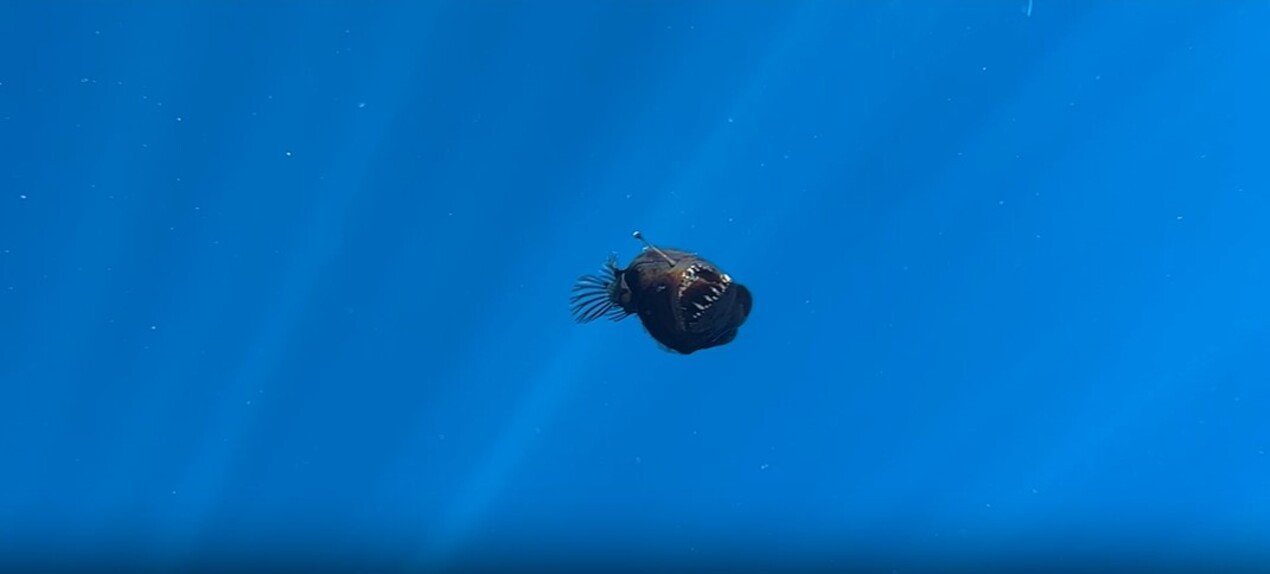 Vídeo postado pela ONG Condrik Tenerife mostra o peixe de águas abissais 'Diabo Negro' na praia de San Juan, em Tenerife, Espanha