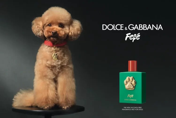 Grife Dolce & Gabbana lança perfume canino a mais de R$600 por 100 ml