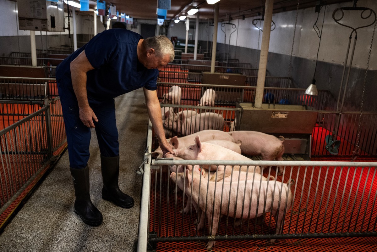 Animais geneticamente modificados são esperança de centenas de pacientes