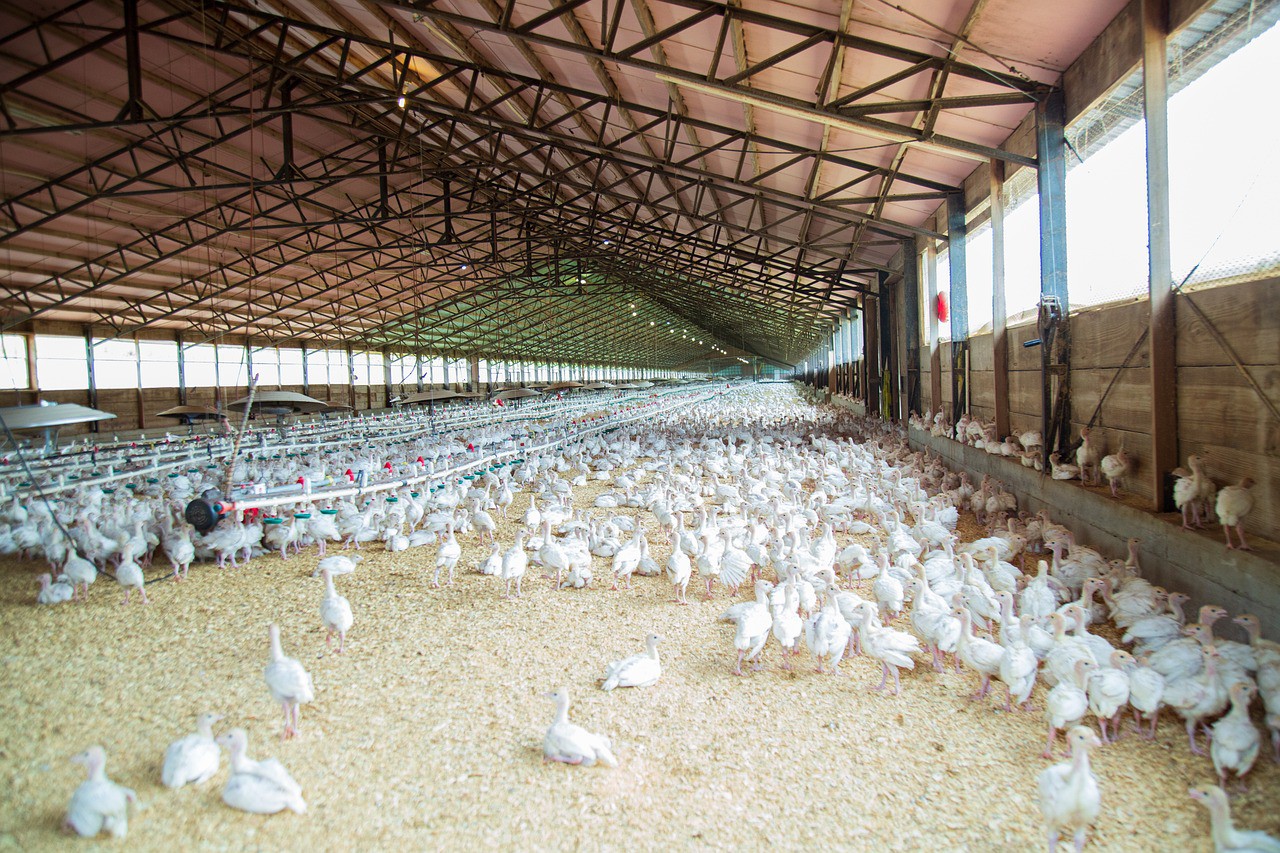 Ao todo, o Brasil exporta frango para cerca de 160 países.