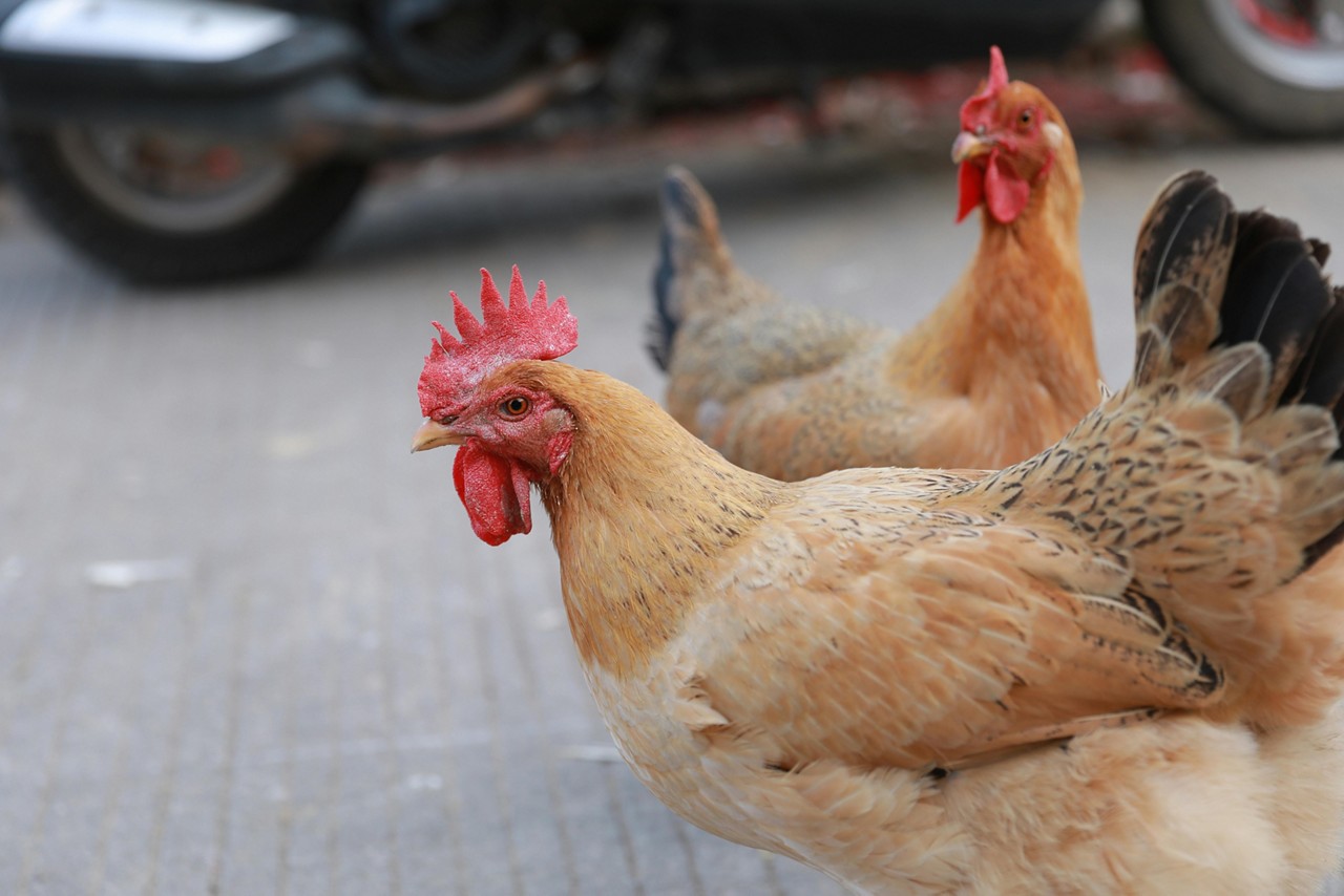 Acusada da agressão havia parado para animal atravessar, mas foi ultrapassada por outra motorista que atropelou a ave