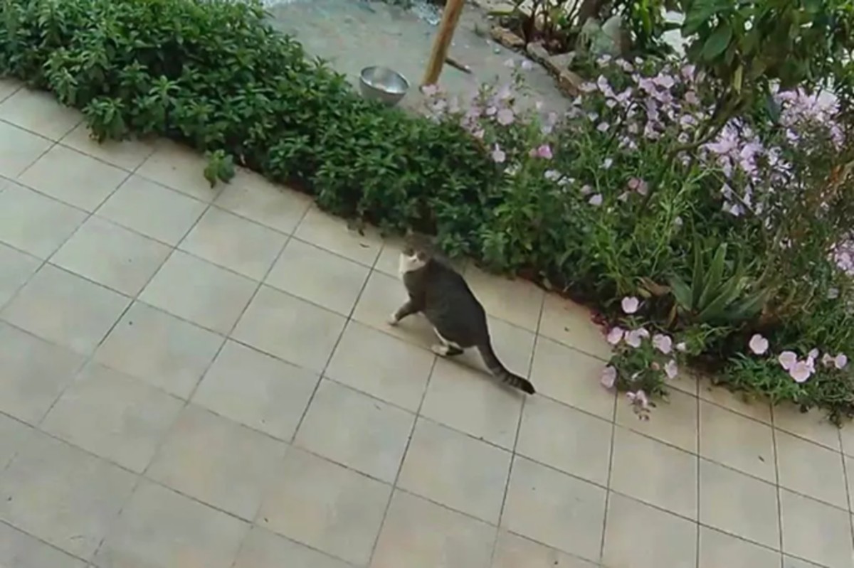 Momento em que gato parece prever tremor foi capturado por câmeras de segurança