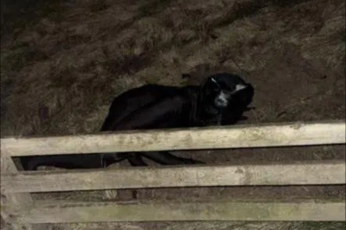 Imagens do chamado “homem pantera" tem circulado entre residentes da região de Wirral nos últimos dias