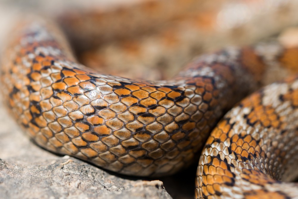 Na Indonésia, várias pessoas morreram vítimas de cobras nos últimos anos
