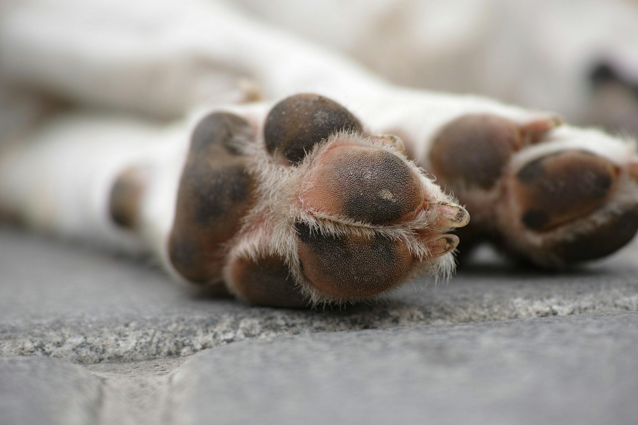 Milionário exigiu cuidados ilimitados ao seu cachorro em testamento. Imagem ilustrativa