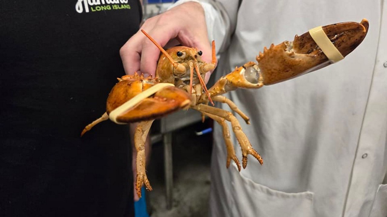 Uma lagosta laranja considerada ultra-rara foi devolvida para o mar após ser encontrada em supermercado