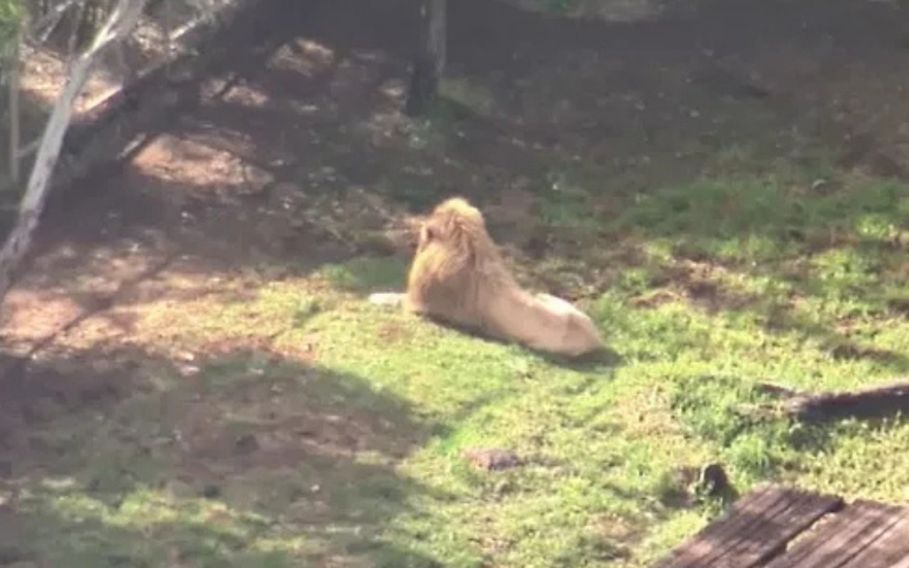 Leão em zoológico na Austrália ataca e arranca braço de mulher