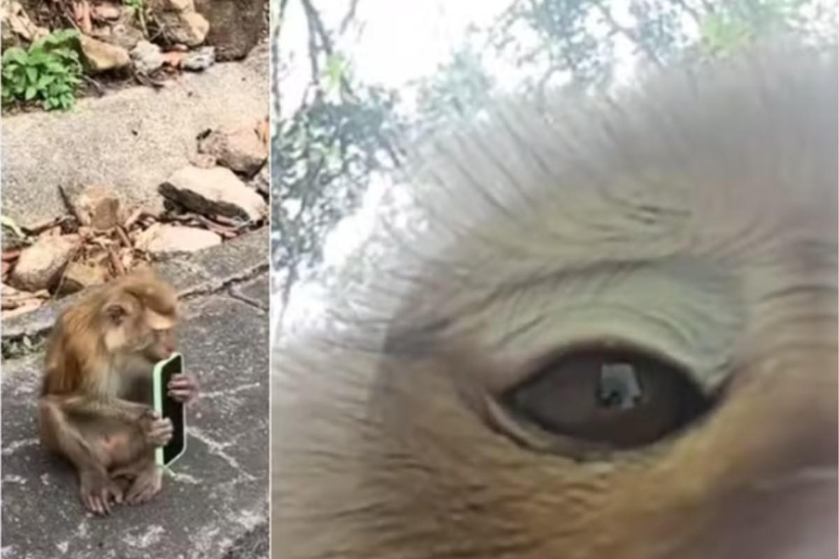 Macaco deixou o celular no chão duas depois de ter pegado de turista e ter tirado fotos sem querer