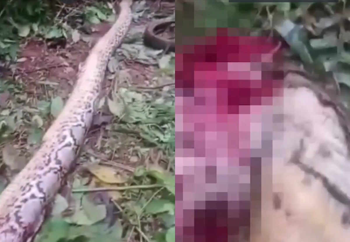 Mulher tinha sido alertada sobre a presença de serpentes na região, mas decidiu continuar colhendo vegetais em sua horta