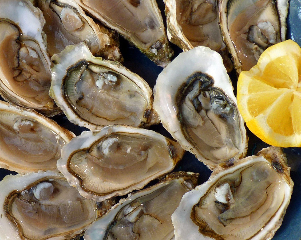 Bactéria pode causar doenças quando uma pessoa consome frutos do mar crus ou mal cozidos, ou quando feridas abertas entram em contato com água marinha
