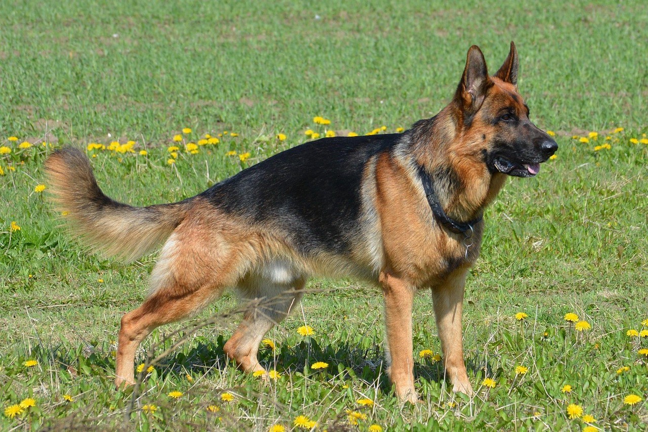 Animais foram comprados por vizinhos para servirem como cães de guarda