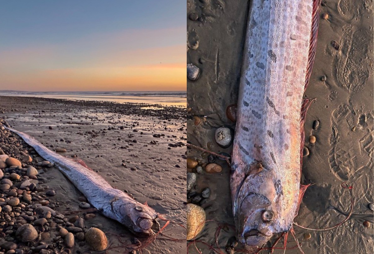 Conhecido por 'prever' desastres, peixe-remo apareceu na costa da Califórnia