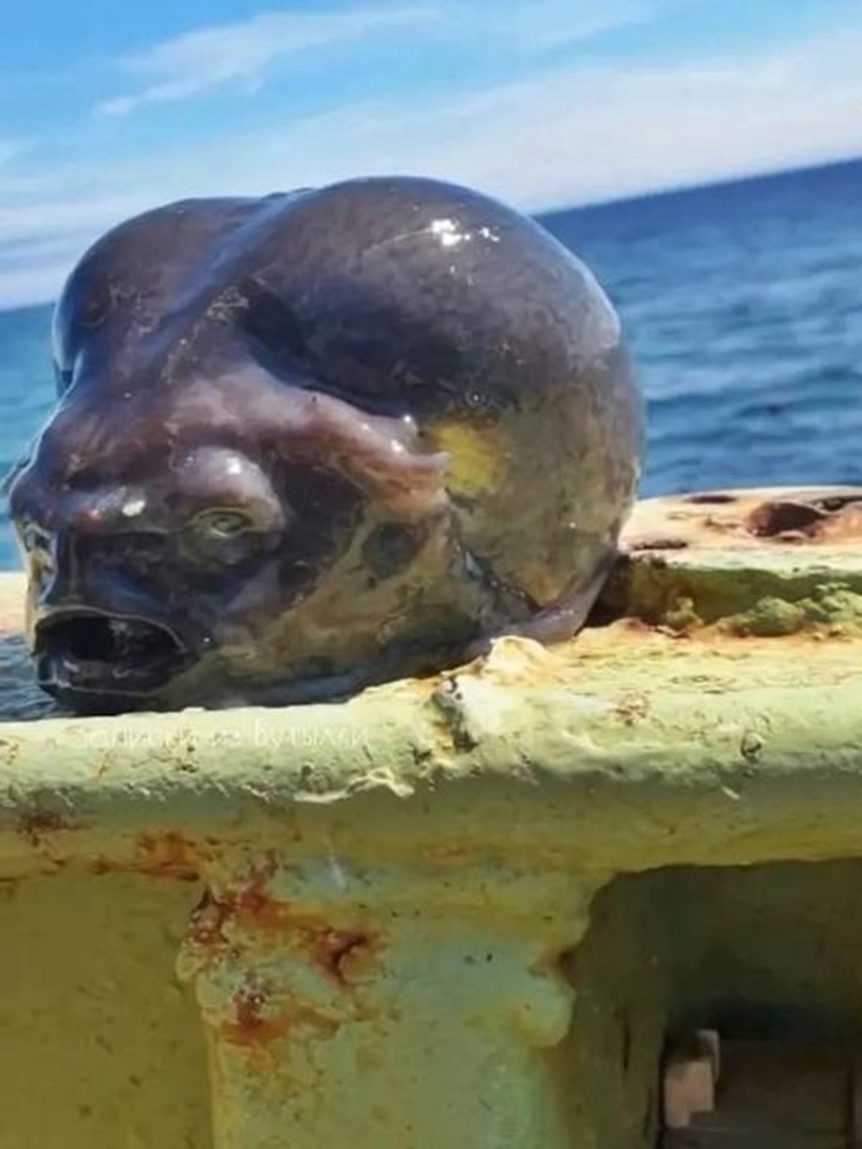 Peixe "alien" chamou a atenção nas redes sociais