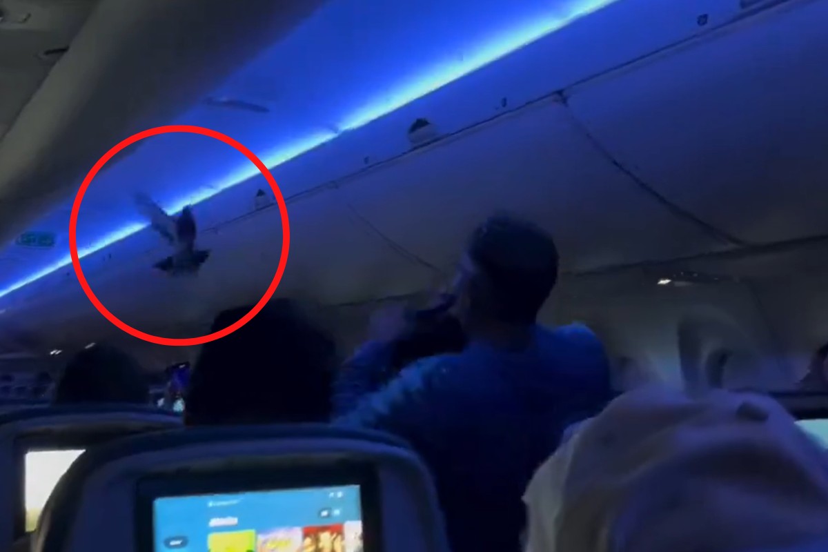 Animal foi capturado por um homem que estava no avião