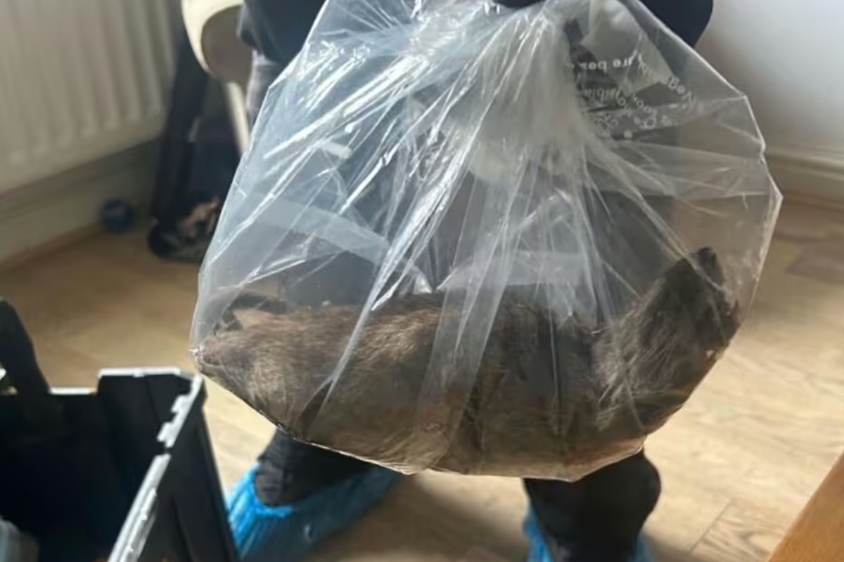 Em julho, um rato de 56 centímetros foi capturado no país