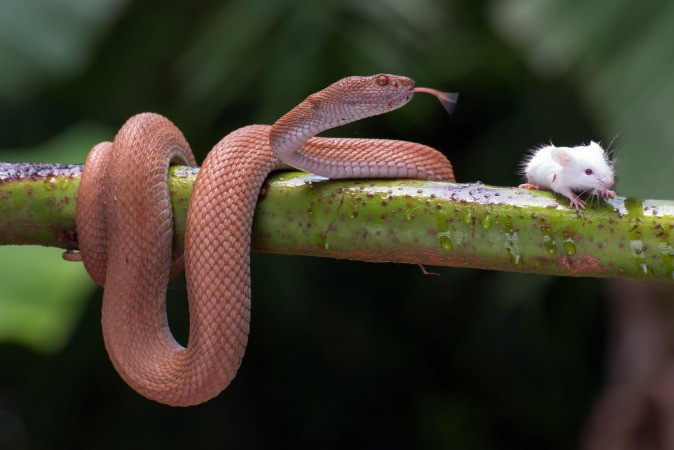 Serpente arbórea marrom é originária da Austrália e de Papua Nova Guiné