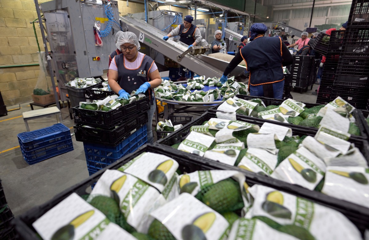 Produção de abacates no México