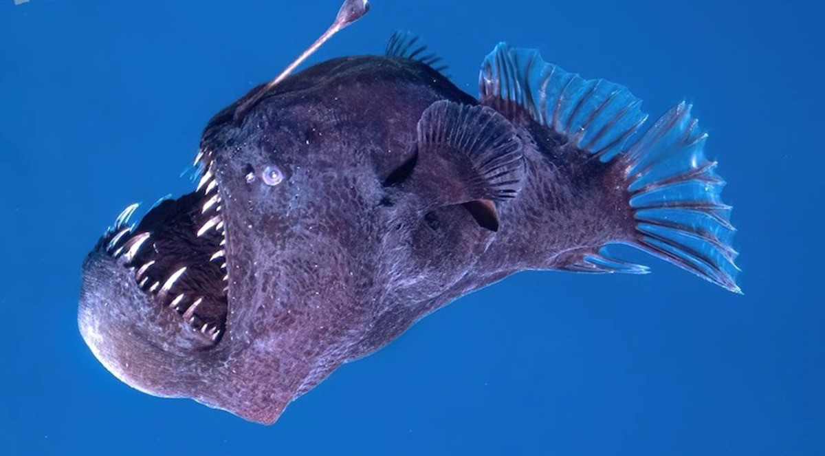 Peixe diabo negro esteve em cenas de 'Procurando Nemo'