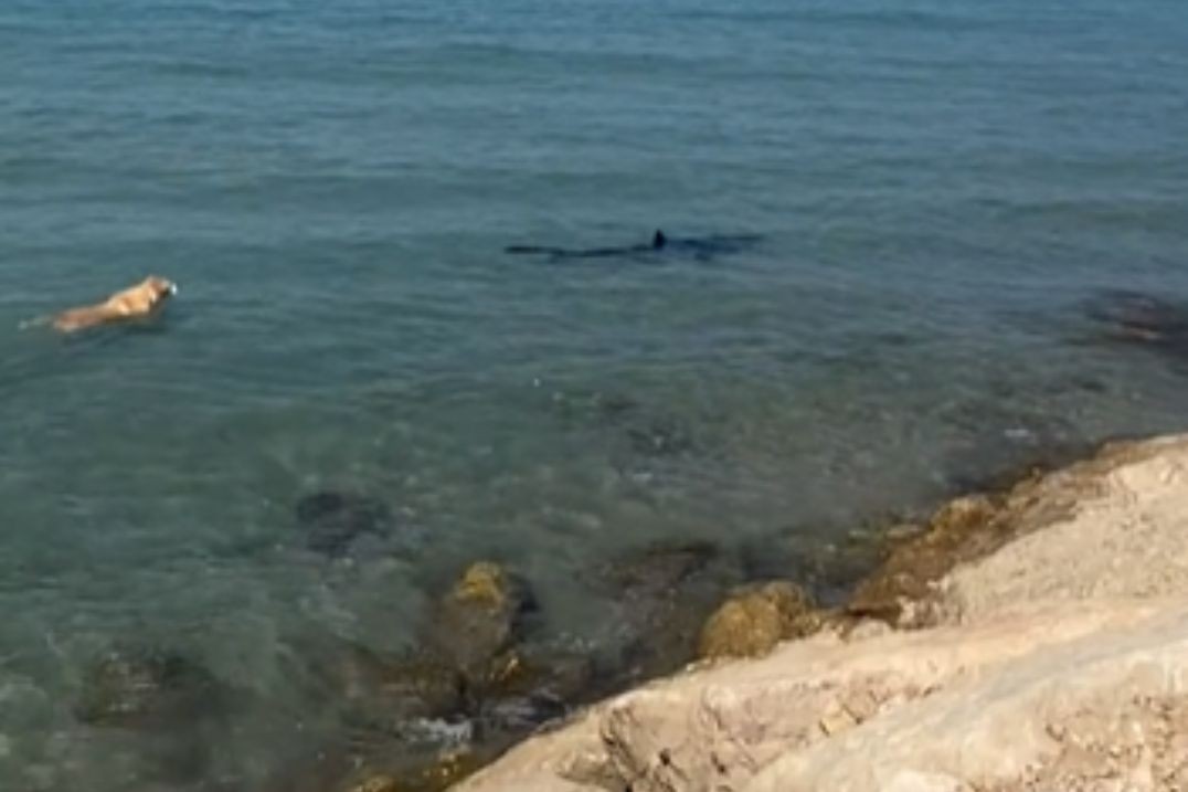 Cachorro perseguiu tubarão em praia da Espanha, no último domingo (22)