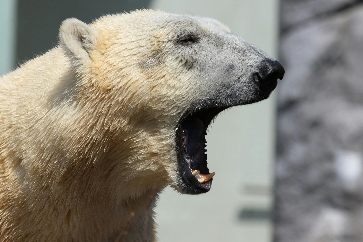 Homem chegou em casa e encontrou urso "esperando" por ele