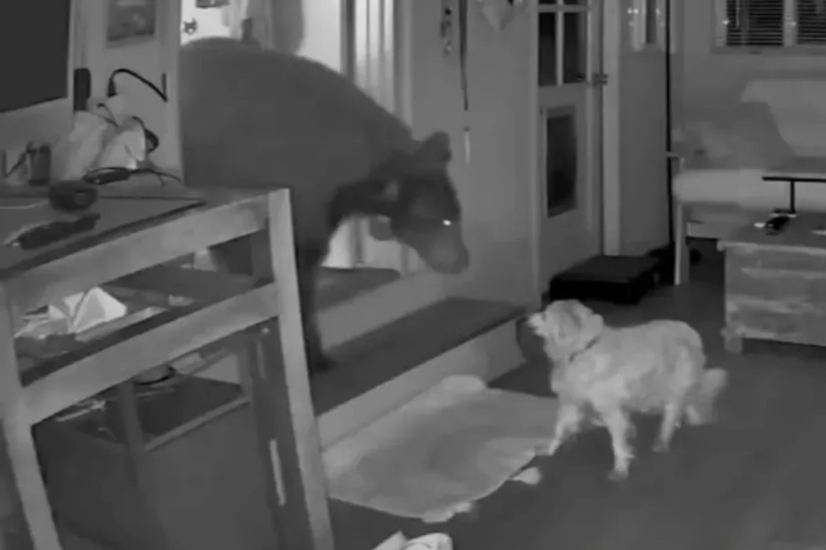 As imagens capturadas pelas câmeras mostram o momento em que o urso força a entrada na residência, enquanto o cachorro idoso tenta afastá-lo com latidos