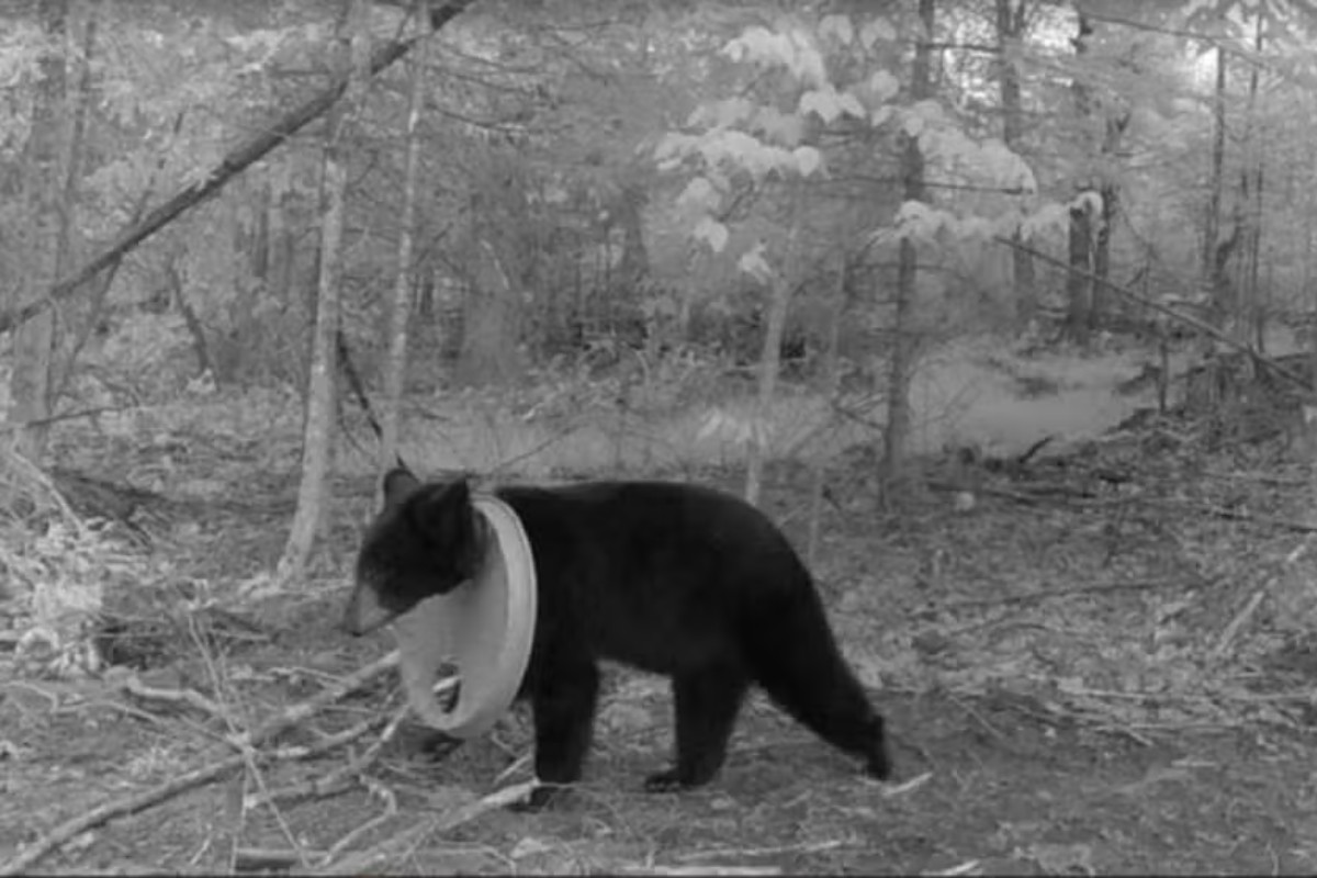 Resgate ocorreu após um morador capturar imagens do animal em uma câmera de trilha