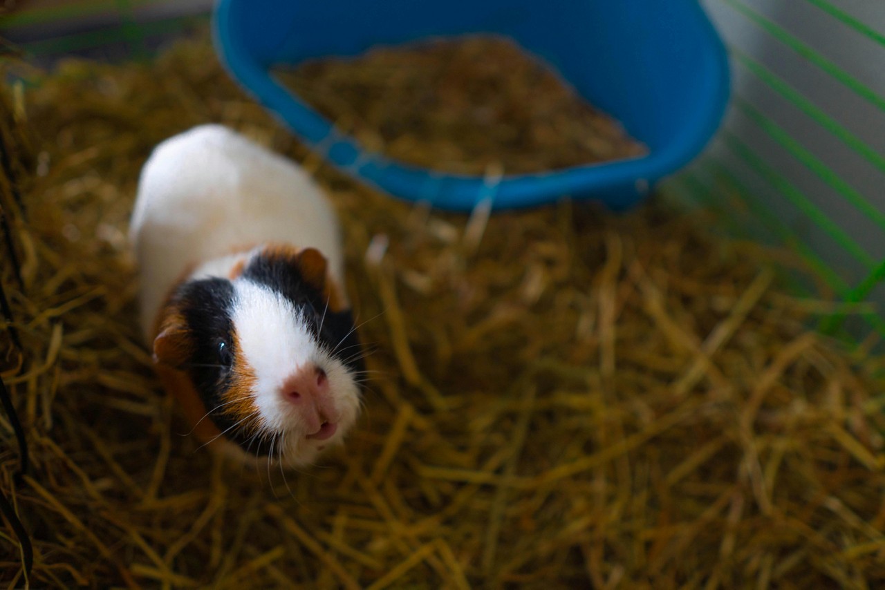 Zoológico dinamarquês pediu doações de porquinhos-da-índia