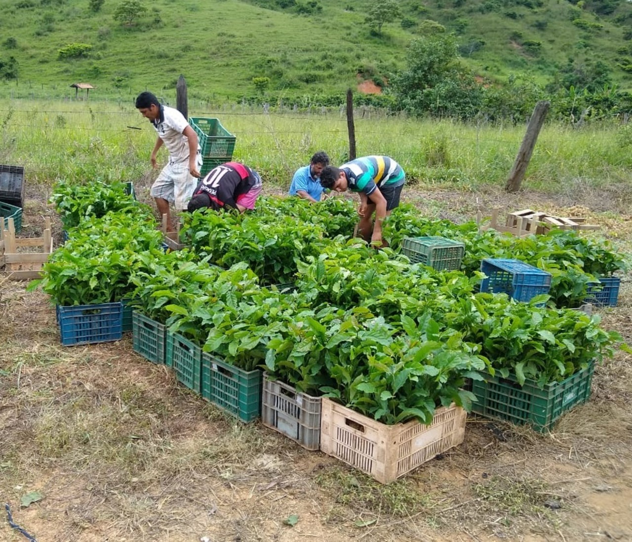Mudas de café conilon no Leste de Minas Gerais