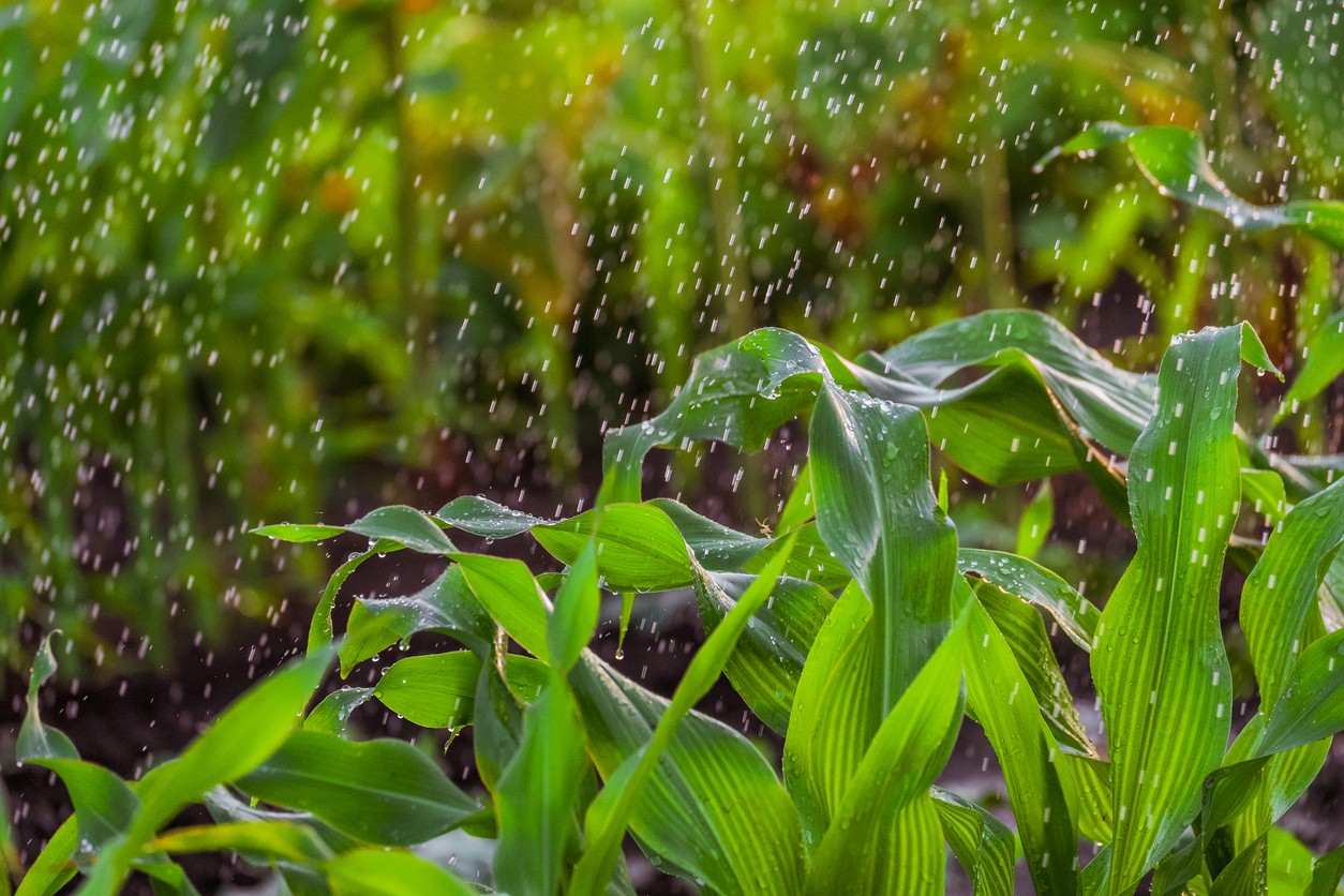 Atuar na agricultura, assim como nos demais setores produtivos do Estado, é uma diretriz seguida pelo BDMG