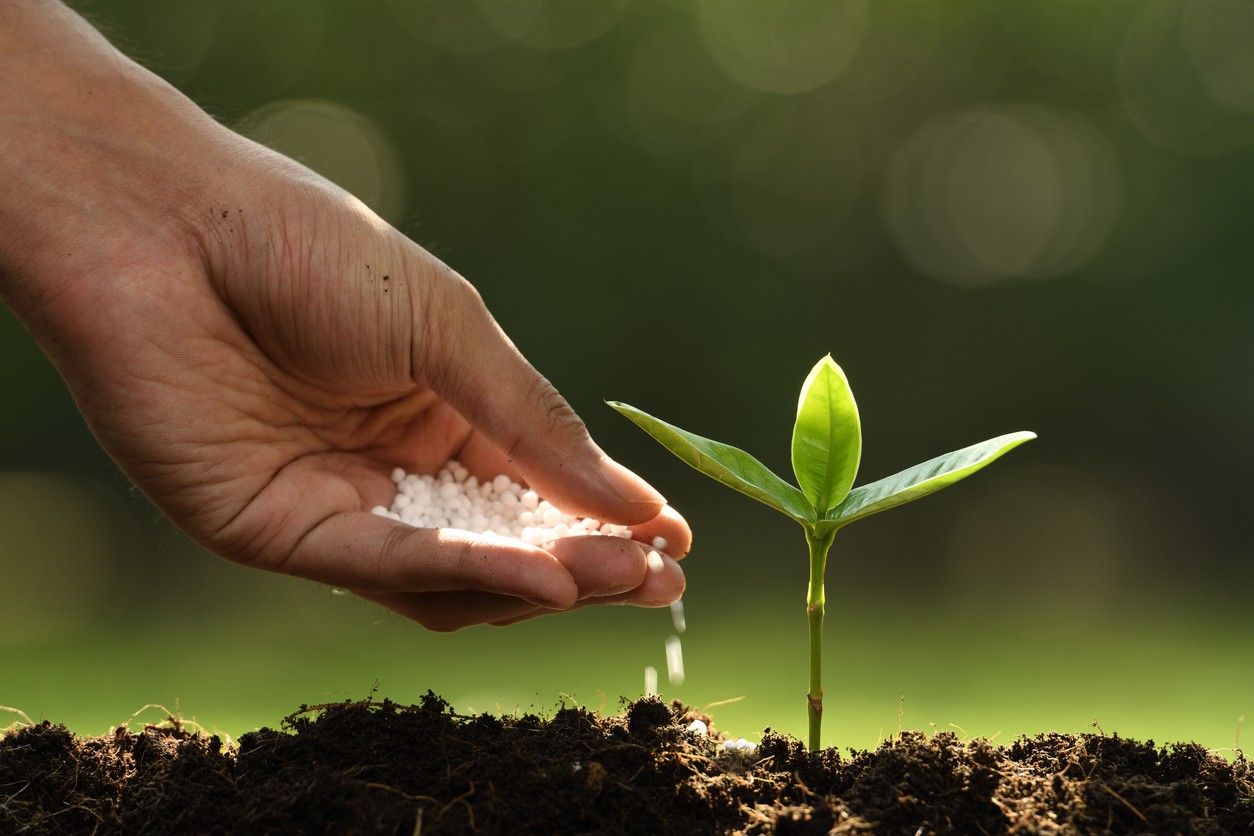 Hand giving chemical fertilizer to young plant on nature background
