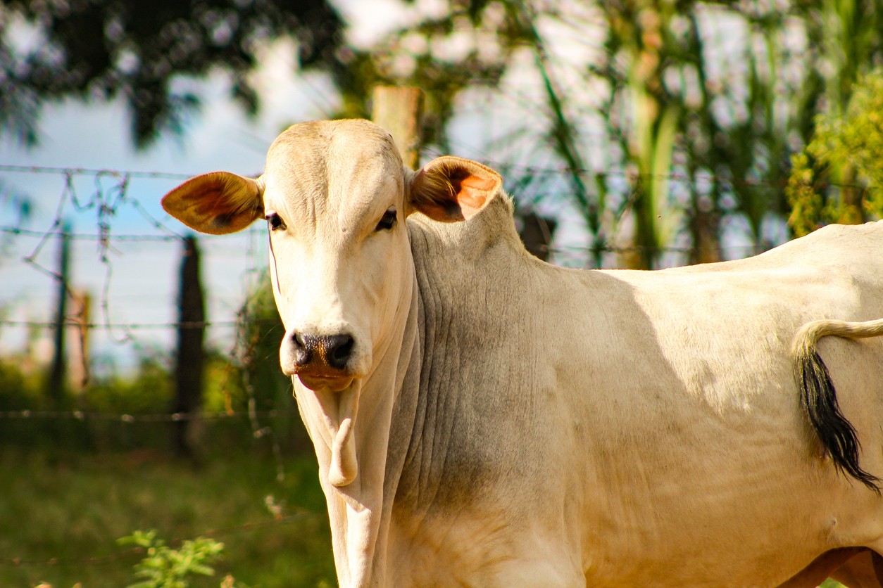 A flatulência dos bovinos como grande responsável pelo efeito estufa é uma inverdade que interessa a quem não consegue competir conosco, que somos o maior produtor e exportador de carne bovina do mundo