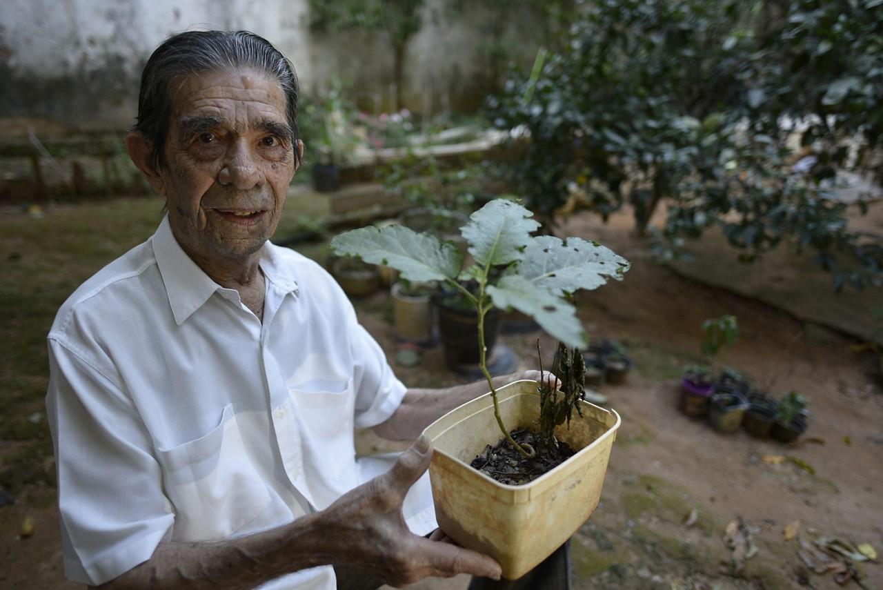 De graça
Ernani deixa mudas diariamente no muro de sua casa para quem quiser pegar