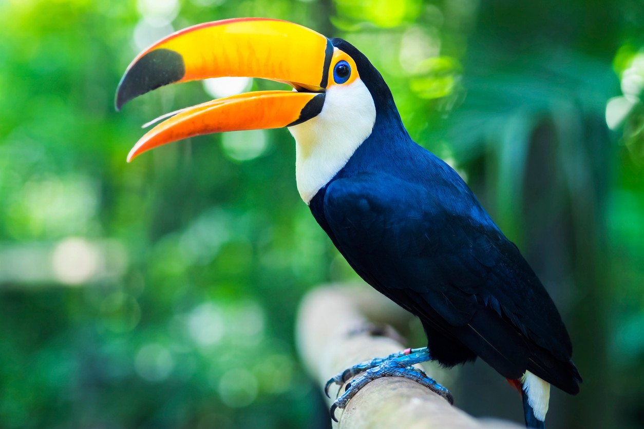 Exotic toucan bird in natural setting in Foz do Iguacu, Brazil.