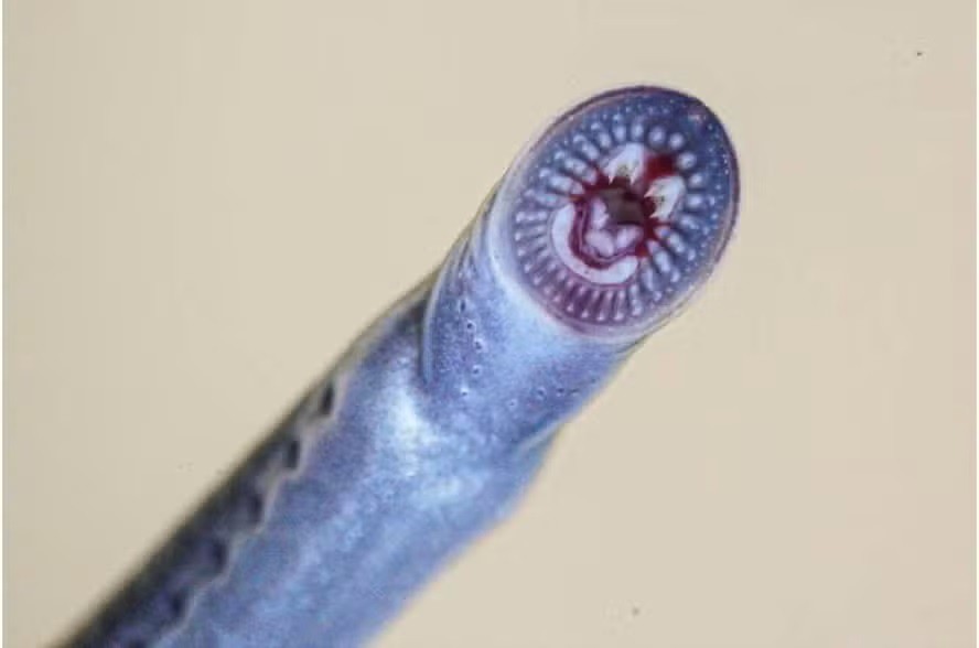 Australian brook lamprey (Mordacia praecox) 