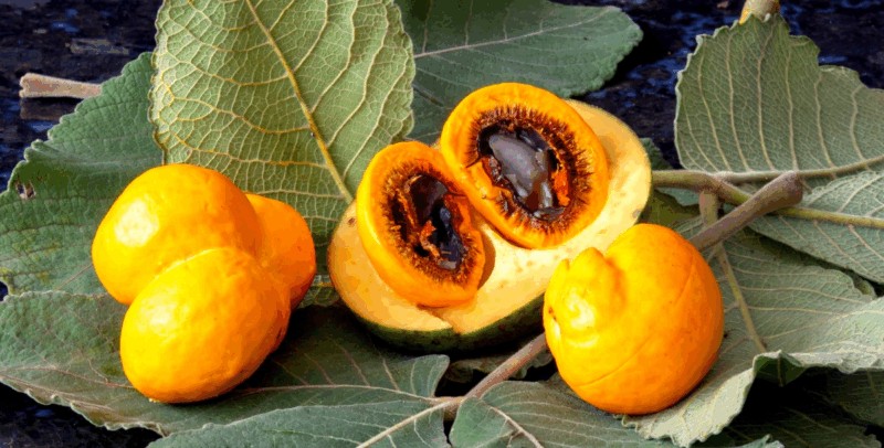 Pequi, o “ouro do Cerrado”, ganha destaque em estudo sobre frutos nativos e revela potencial nutricional