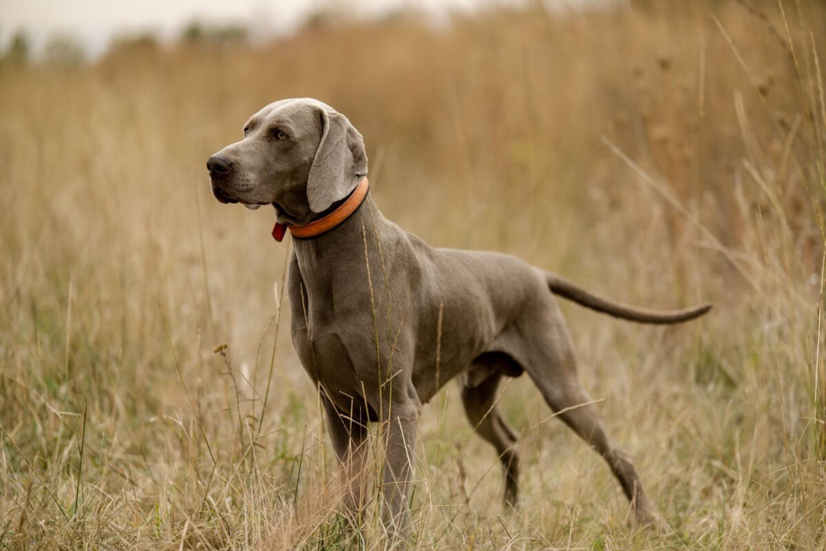 A raça weimaraner tem características físicas e temperamentais únicas
