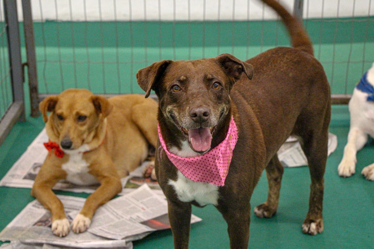 Animais que estiveram disponíveis para adoção na última edição da feira