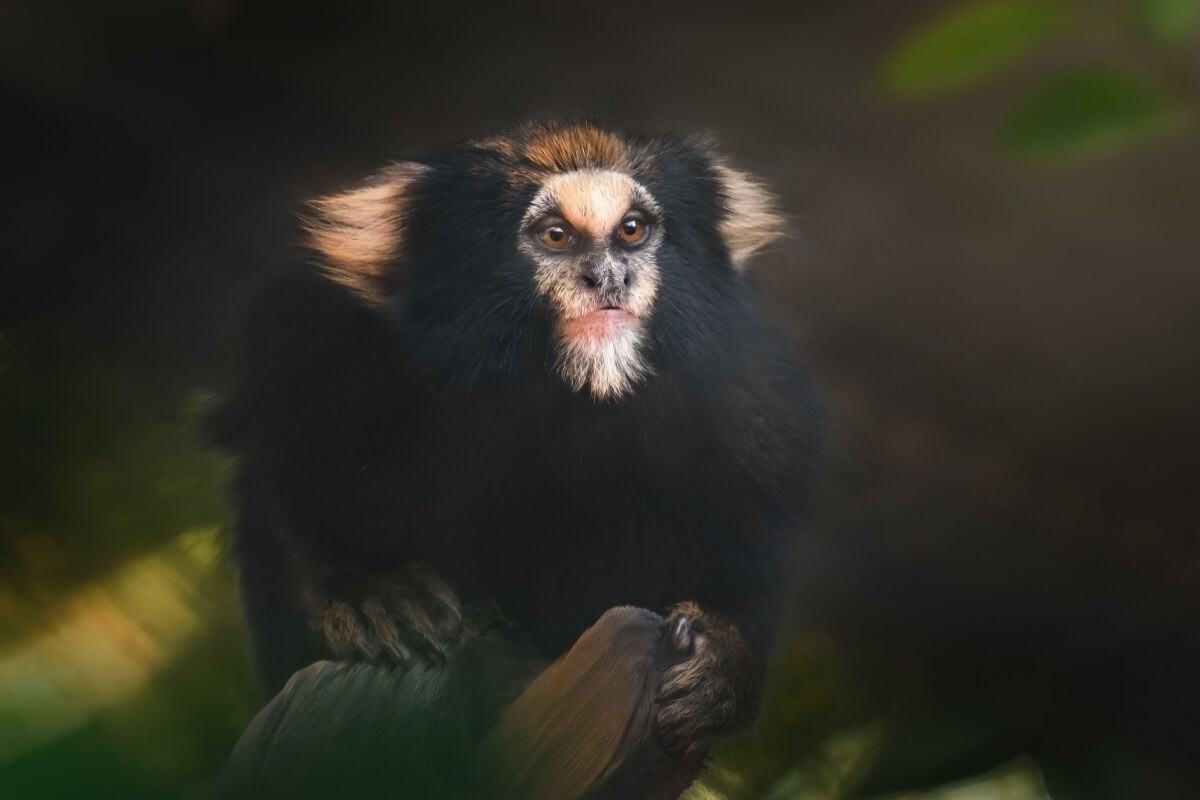 Algumas espécies de animais não podem ser encontradas em nenhum outro lugar do planeta