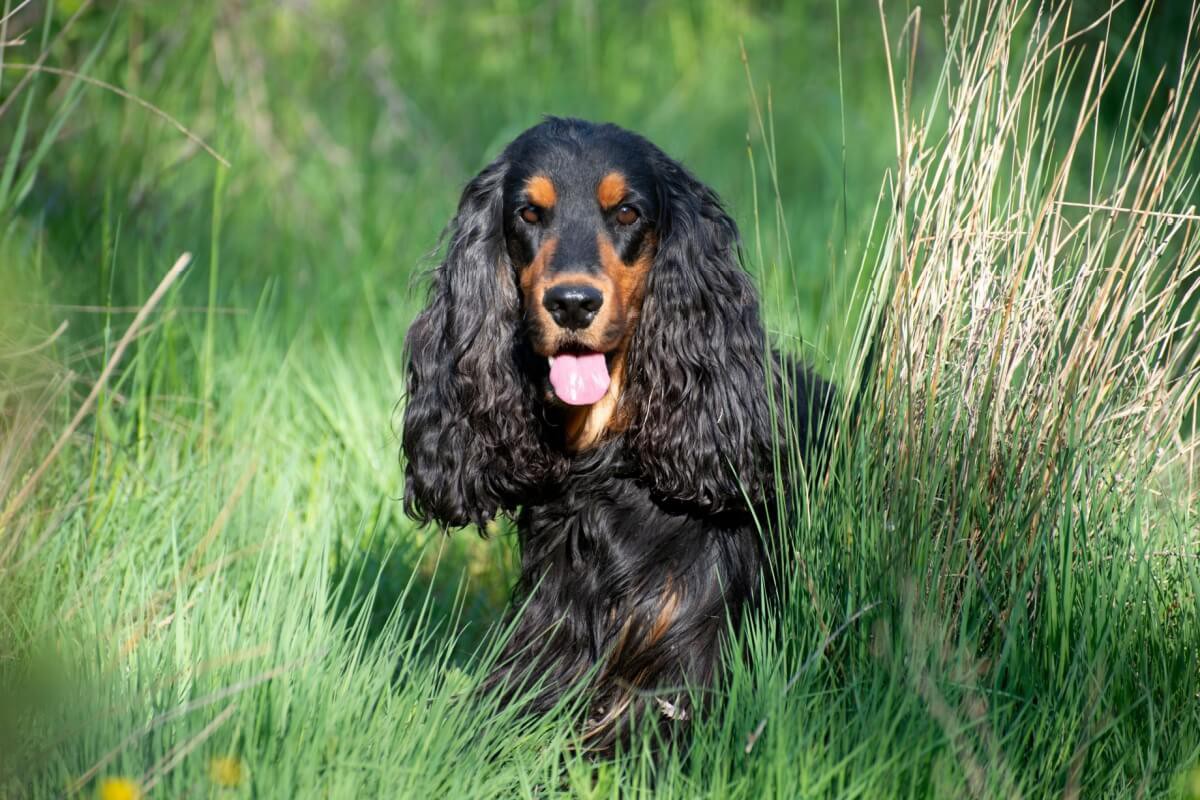 Algumas raças de cachorro se destacam pelo tamanho das orelhas